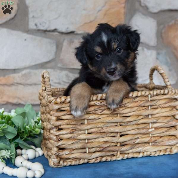 Toby, Miniature Australian Shepherd Puppy
