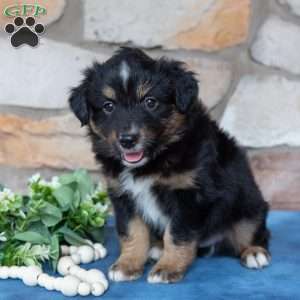 Toby, Miniature Australian Shepherd Puppy