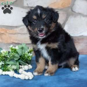 Toby, Miniature Australian Shepherd Puppy