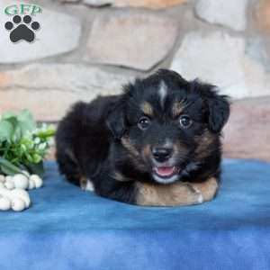 Toby, Miniature Australian Shepherd Puppy