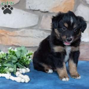 Toby, Miniature Australian Shepherd Puppy