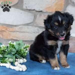 Toby, Miniature Australian Shepherd Puppy