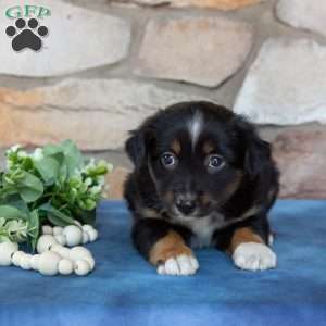 Travis, Miniature Australian Shepherd Puppy