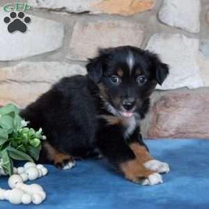 Travis, Miniature Australian Shepherd Puppy