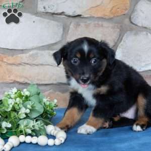 Travis, Miniature Australian Shepherd Puppy