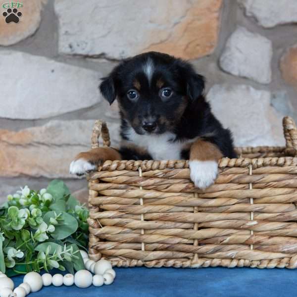 Travis, Miniature Australian Shepherd Puppy