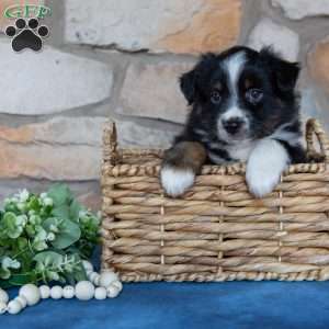 Tucker, Miniature Australian Shepherd Puppy