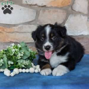 Tucker, Miniature Australian Shepherd Puppy