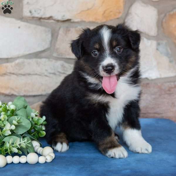 Tucker, Miniature Australian Shepherd Puppy
