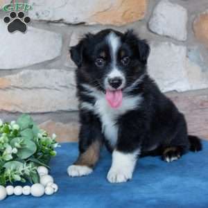 Tucker, Miniature Australian Shepherd Puppy