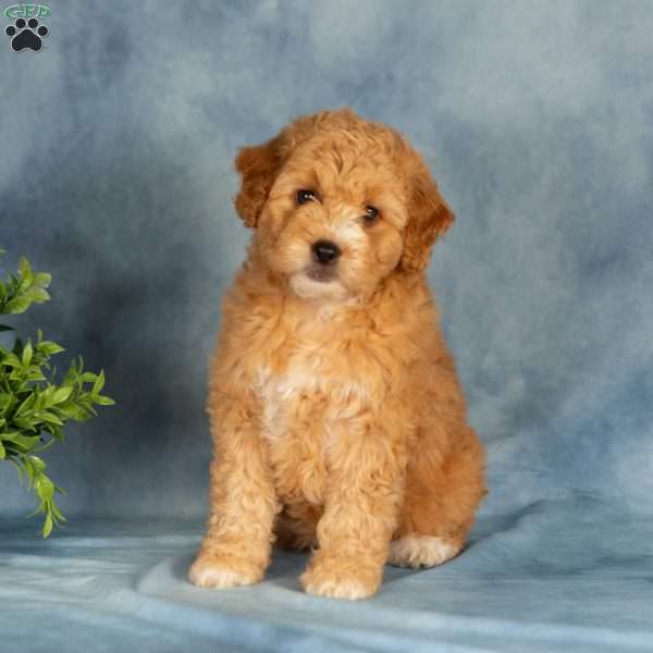 Amberly, Mini Labradoodle Puppy