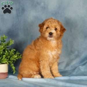 Amberly, Mini Labradoodle Puppy