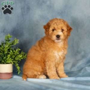 Amberly, Mini Labradoodle Puppy
