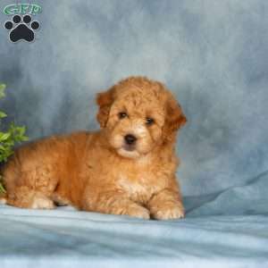 Amberly, Mini Labradoodle Puppy