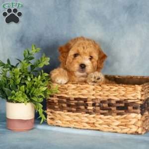 Amberly, Mini Labradoodle Puppy