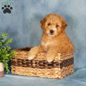 Amberly, Mini Labradoodle Puppy