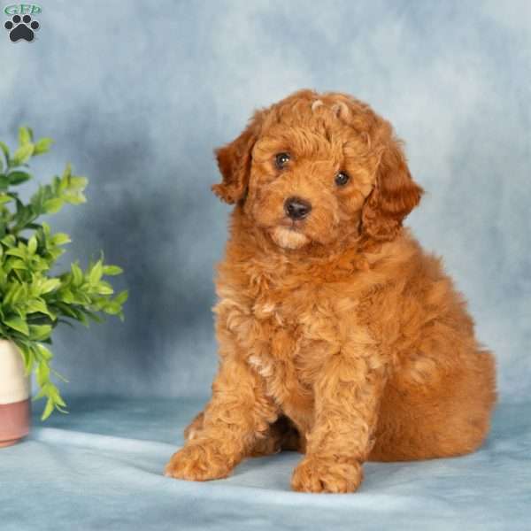 Ashley, Mini Labradoodle Puppy