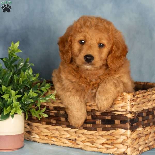 Alex, Mini Labradoodle Puppy