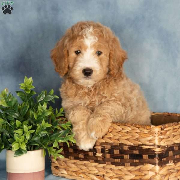 Adrian, Mini Labradoodle Puppy