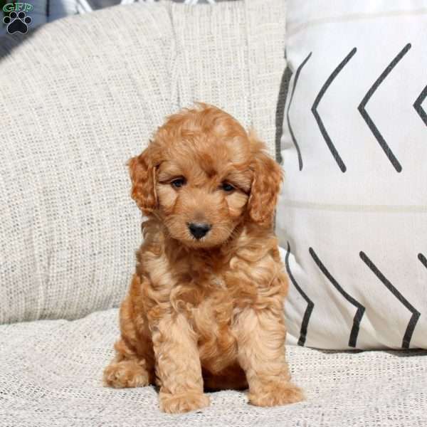 Eddy, Miniature Poodle Puppy