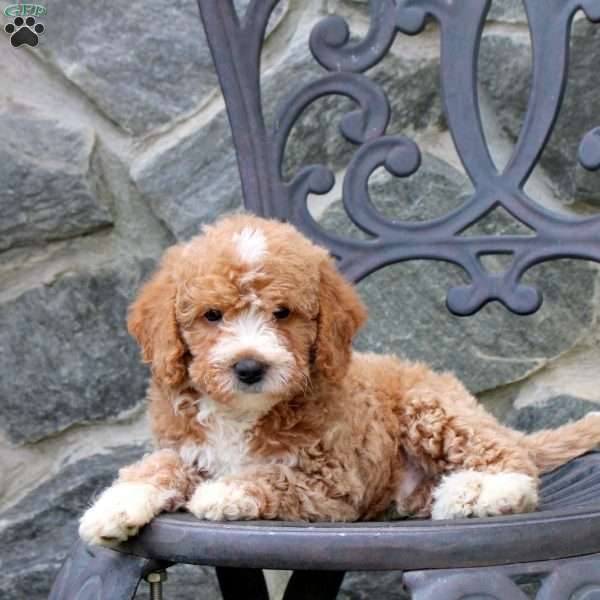 Eddy, Mini Labradoodle Puppy