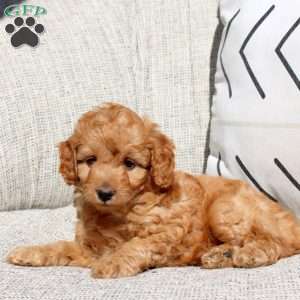 Eddy, Miniature Poodle Puppy