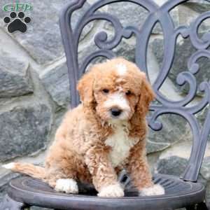 Eddy, Mini Labradoodle Puppy
