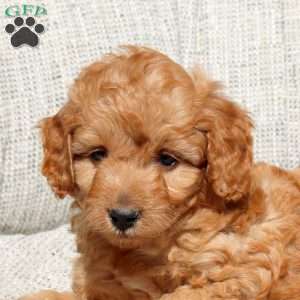 Eddy, Miniature Poodle Puppy