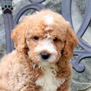 Eddy, Mini Labradoodle Puppy
