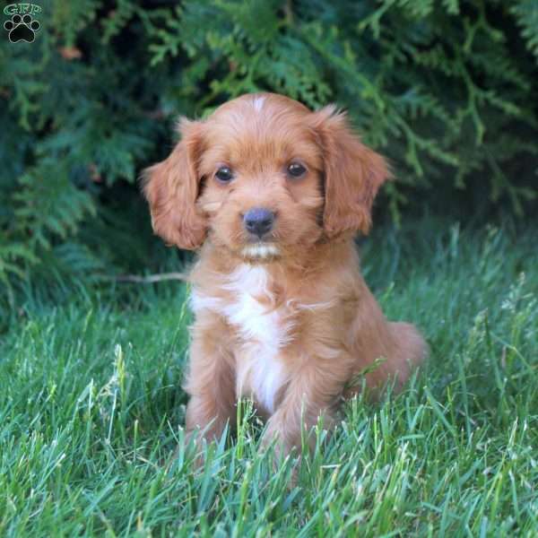 Elias, Cavapoo Puppy
