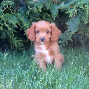 Elias, Cavapoo Puppy