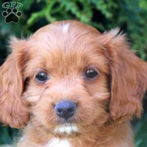 Elias, Cavapoo Puppy