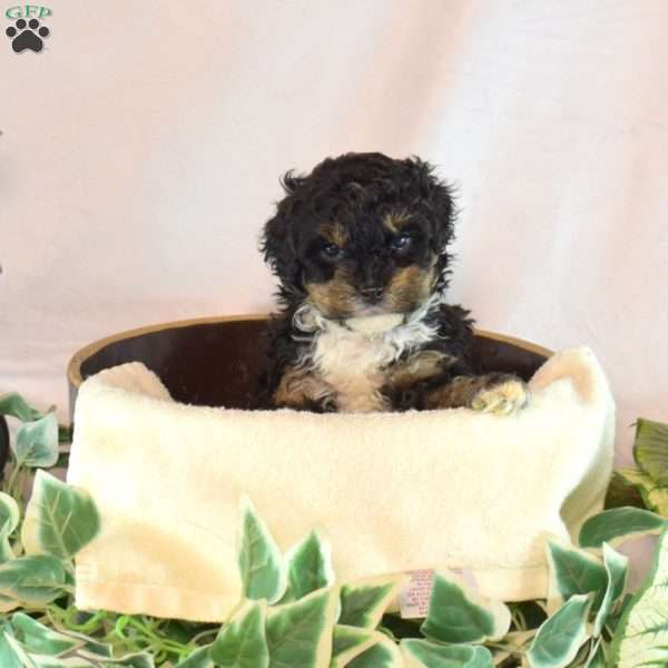 Ella, Bich-Poo Puppy
