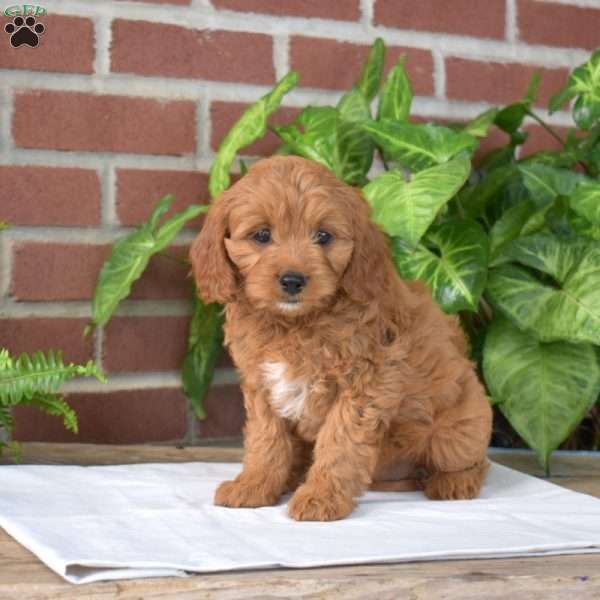 Ella, Cavapoo Puppy