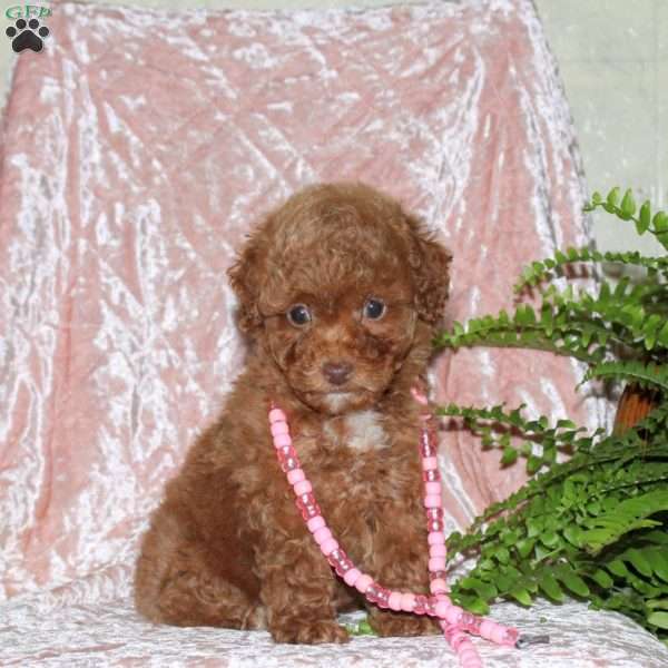 Ellie, Toy Poodle Puppy