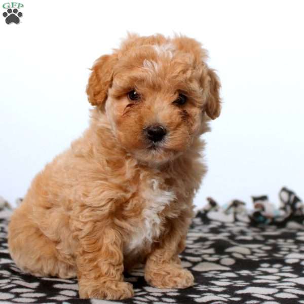 Ellie, Maltipoo Puppy