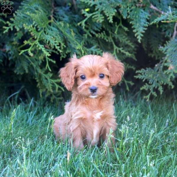 Ellie, Cavapoo Puppy