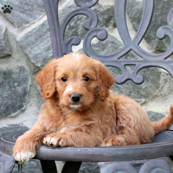 Elliot, Mini Labradoodle Puppy