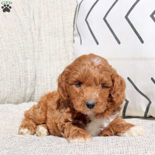 Elliot, Miniature Poodle Puppy