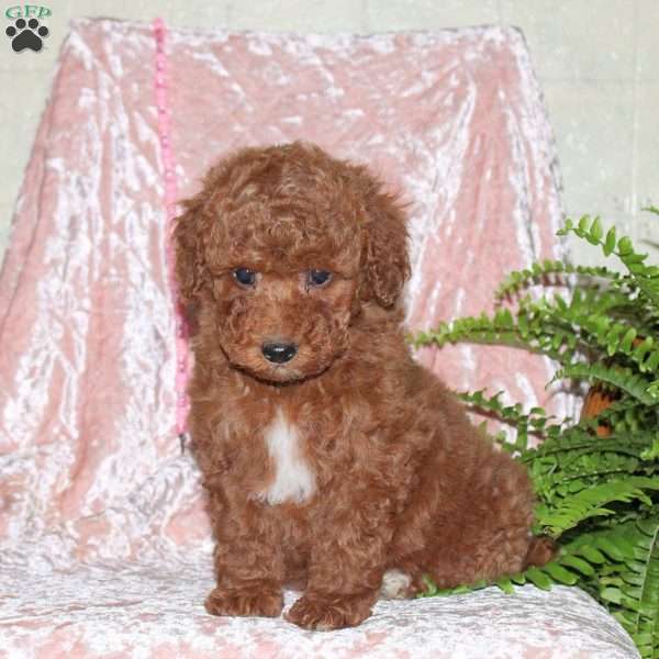 Elliot, Toy Poodle Puppy