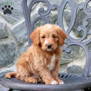 Elliot, Mini Labradoodle Puppy