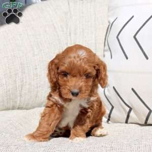 Elliot, Miniature Poodle Puppy