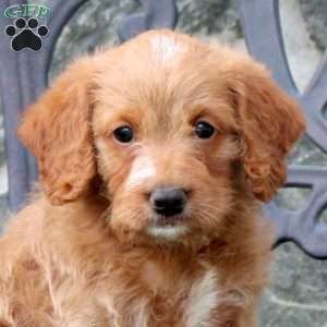Elliot, Mini Labradoodle Puppy