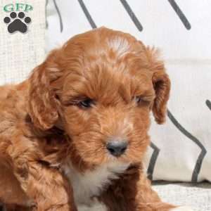 Elliot, Miniature Poodle Puppy