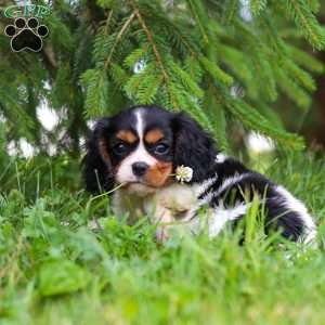 Ember, Cavalier King Charles Spaniel Puppy