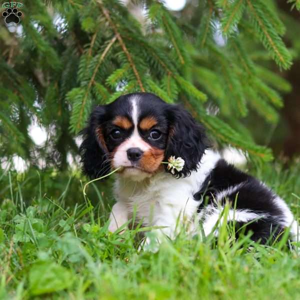 Ember, Cavalier King Charles Spaniel Puppy