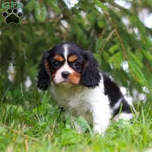 Ember, Cavalier King Charles Spaniel Puppy