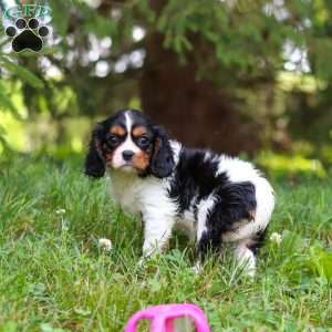 Ember, Cavalier King Charles Spaniel Puppy