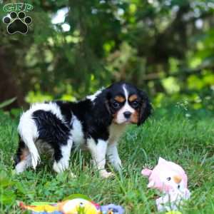 Ember, Cavalier King Charles Spaniel Puppy
