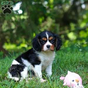 Ember, Cavalier King Charles Spaniel Puppy